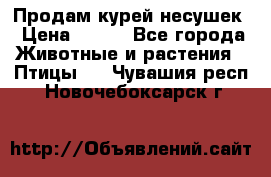 Продам курей несушек › Цена ­ 350 - Все города Животные и растения » Птицы   . Чувашия респ.,Новочебоксарск г.